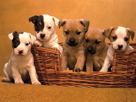 Cute Puppy Pictures And Beautiful Dogs Wallpapres Nice Wallpapers