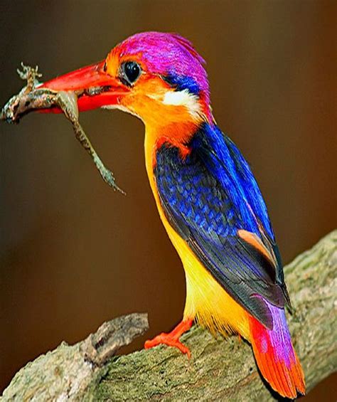 Oriental Dwarf Kingfisher Ceyx Erithacus Zquotes Most Beautiful