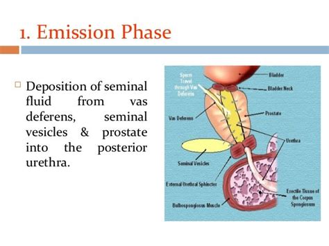 premature ejaculation