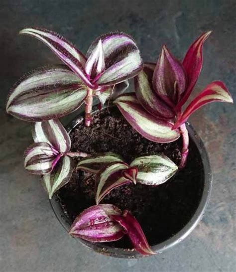 Tradescantia Zebrina Discolor Purple Pink 1x Fresh Cutting Easy Grow