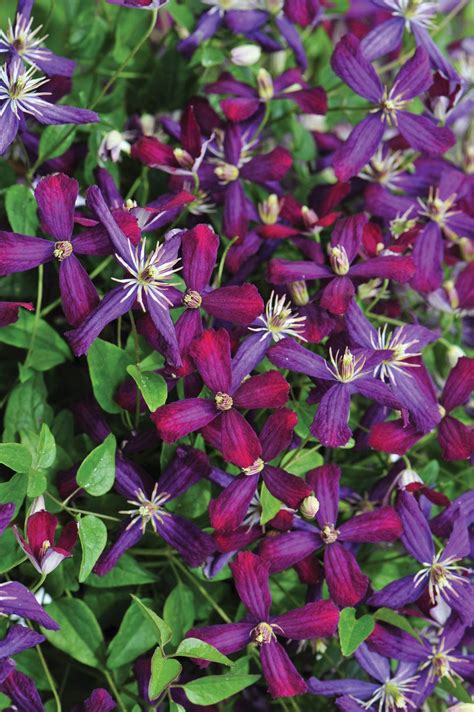 Clematis are among the most decorative and spectacular of all the flowering vines. 'Sweet Summer Love' - Clematis x | Clematis