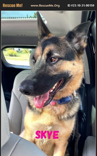 Adopt 23103100159 German Shepherd Rescue Cleveland Oh