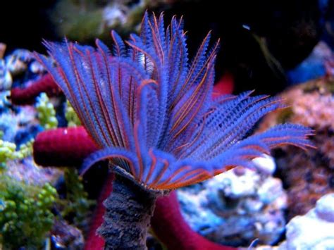 50 Best Sea Plants Images On Pinterest Aquariums Clay And Flowers