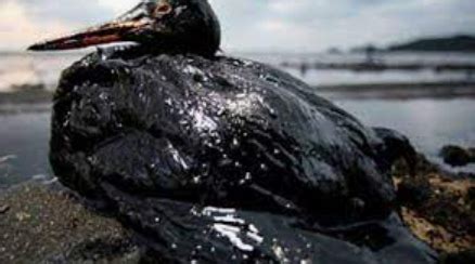 Seabirds And Oil Spills Business Infusion