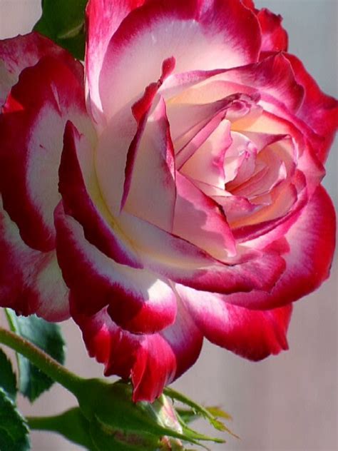 Most Beautiful Rose Flowers Pictures