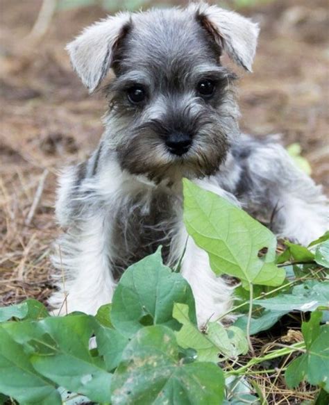 Salt and pepper giant schnauzer puppy. Salt & pepper mini schnauzer puppy in 2020 | Mini ...
