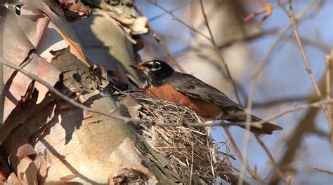 A Female American Robin Reinforces Her Nest With Mud | Bird Academy ...