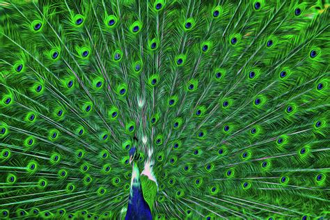 Peacock Feathers Digital Art By Lonestar North Fine Art America