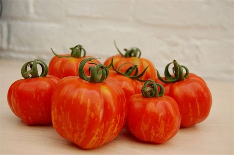 Striped Cavern Tomato Vertiloom