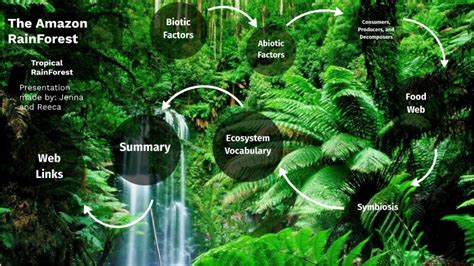 What Are Abiotic Factors In The Rainforest Slideshare