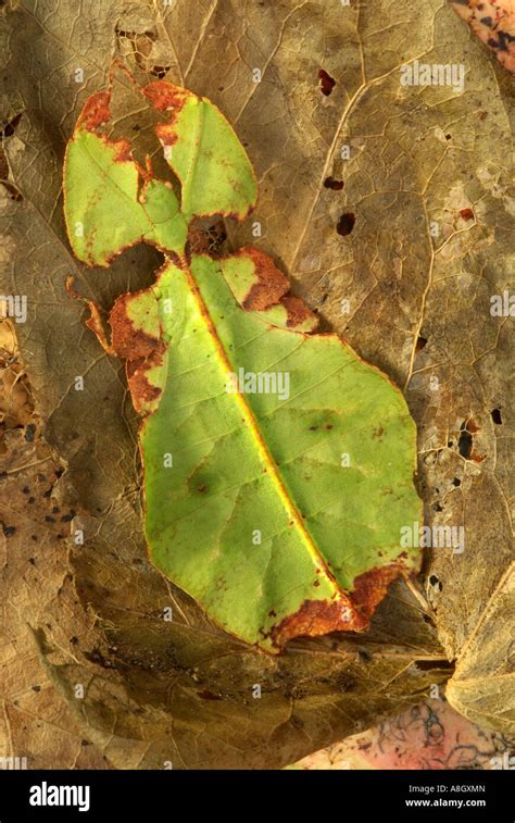 A Species Of Phasmid Or Leaf Insect From Borneo Illustrating Its