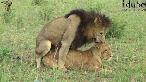 Wildlife Lions Mating On Safari Hd Youtube