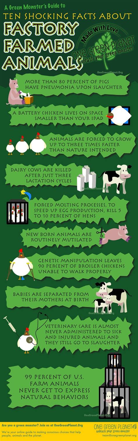 Shocking Facts About Factory Farmed Animals Infographic Animal