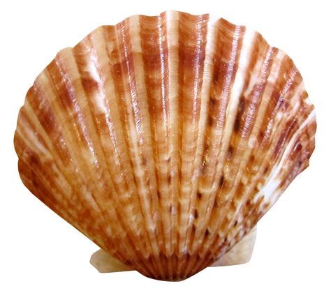 Download Sea Ocean Shell Png Image For Free