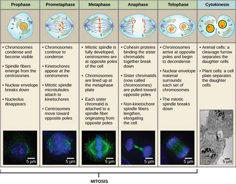 We did not find results for: Embryo cell cleavage/Fertilitypedia