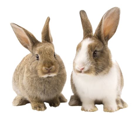 Rabbit Bunny Png Picture Png Arts