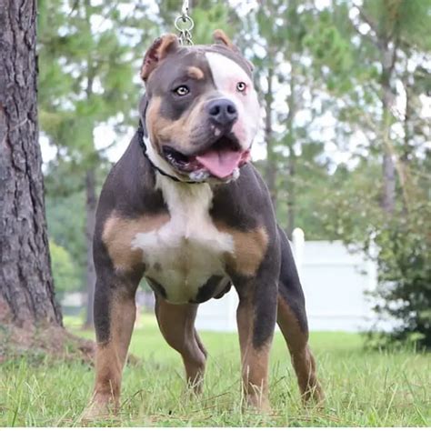 5 Types Of American Bully Dog Breeds ⋆ Americanbullydailly ⋆