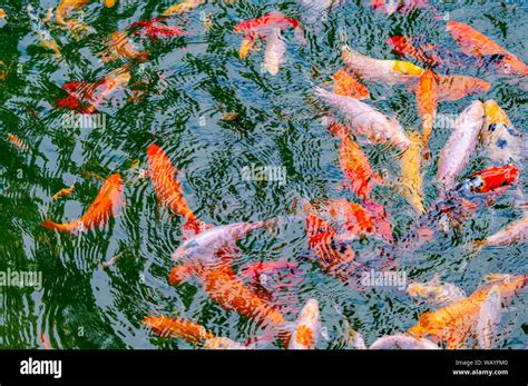 Colored Koi Carp Fish Swim Underwater Fish Breeder Stock Photo Alamy