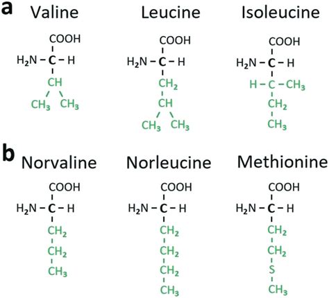 Structural Formulae Of Certain Aliphatic α Amino Acids With Branched