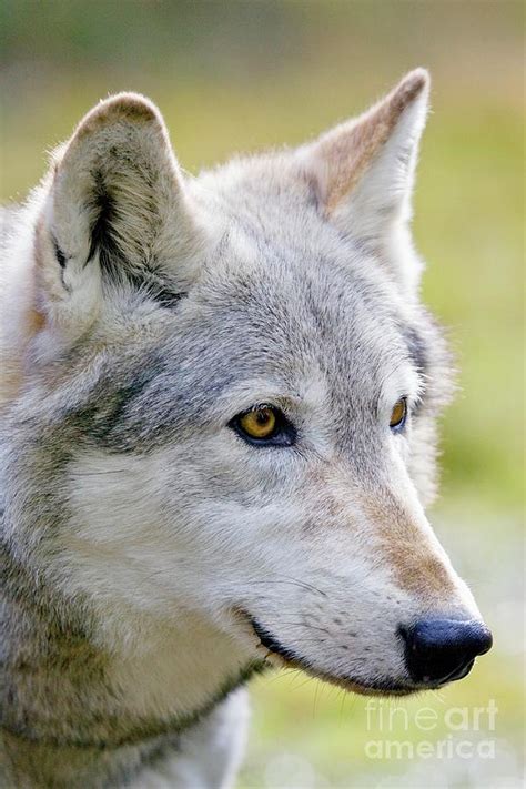 Grey Wolf Photograph By John Devriesscience Photo Library Pixels