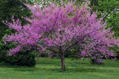 Redbud Tree Care Tips To Keep Your Redbud Tree Small And Beautiful 1