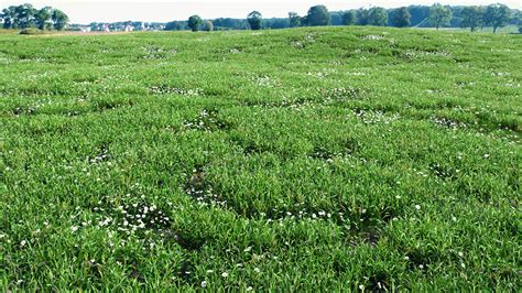 VIZPARK Real Grass Fields MODO Version Behance