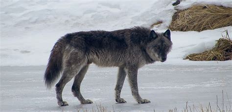 Wolves And Wildlife Gardiner Montana
