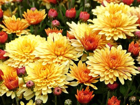 Download Yellow Flower Flower Nature Chrysanthemum Hd Wallpaper