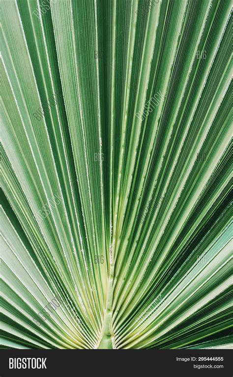 Close Lush Green Palm Image And Photo Free Trial Bigstock