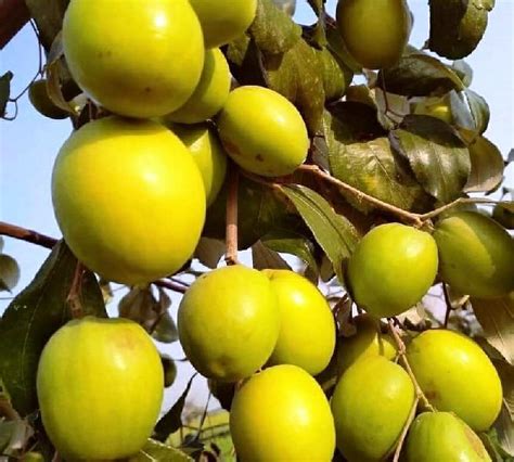 जाने थाई एप्पल बेर के बगीचे लगाने का सही तरीका Know The Right Way To Plant Thai Apple Ber Orchard