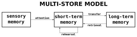 The Multi Store Model Of Memory Atkinson And Shiffrin 1968 Ib