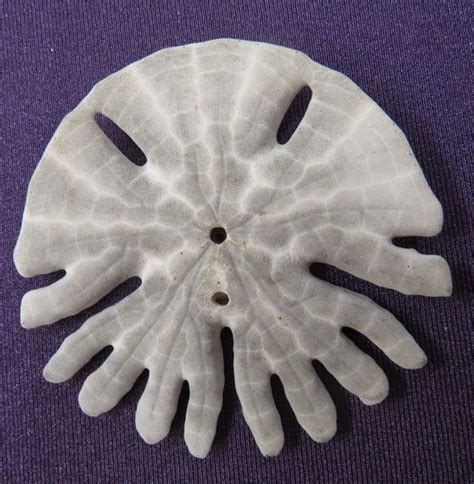 Echinoderm Sea Creatures Sea Shells Strange Weird Mystery Sand