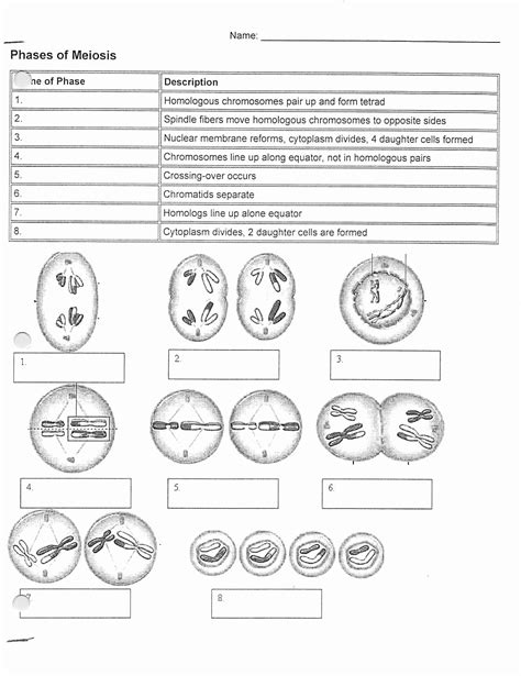 Meiosis Worksheets