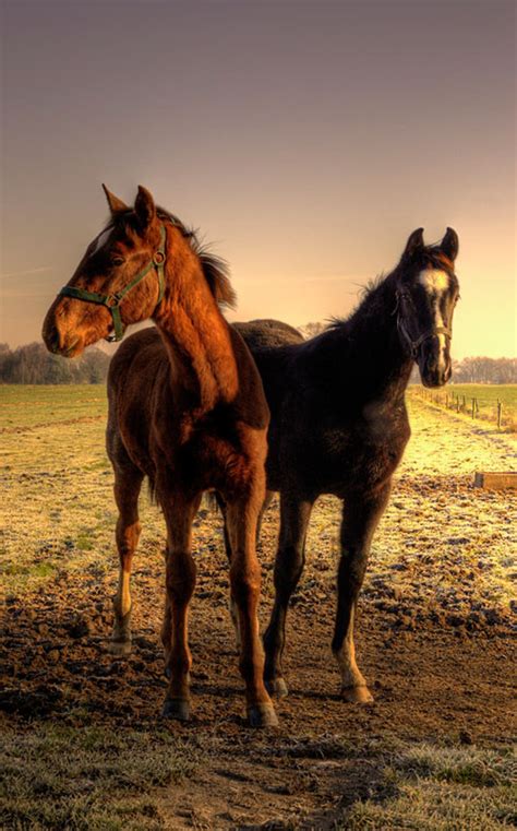 Beautiful Horse Photos By Serni Amo Images Amo Images