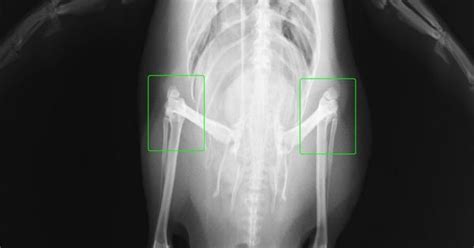 Penguin X Ray X Ray And Mri And Macro Pinterest Penguins