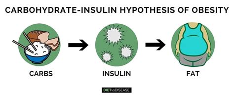 Rdo Carbohydrate Insulin Hypothesis Of Obesity