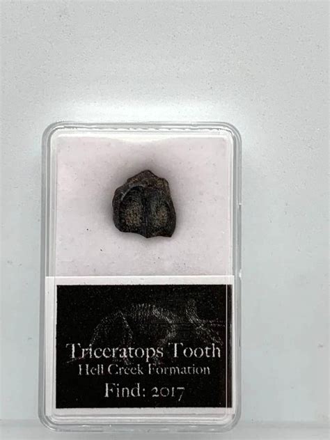 Triceratops Teeth For Sale