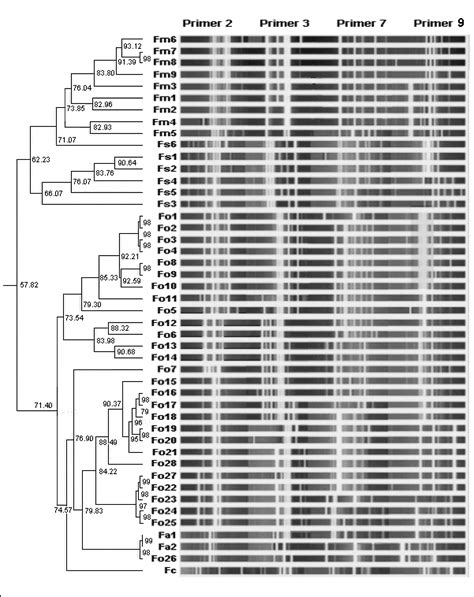 Dendrogram Obtained By Genomic Dna Fingerprinting With The Random
