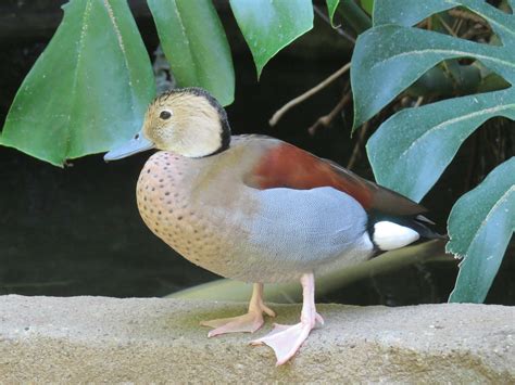 Ringed Teal Duckclose Upbirdflywings Free Image From