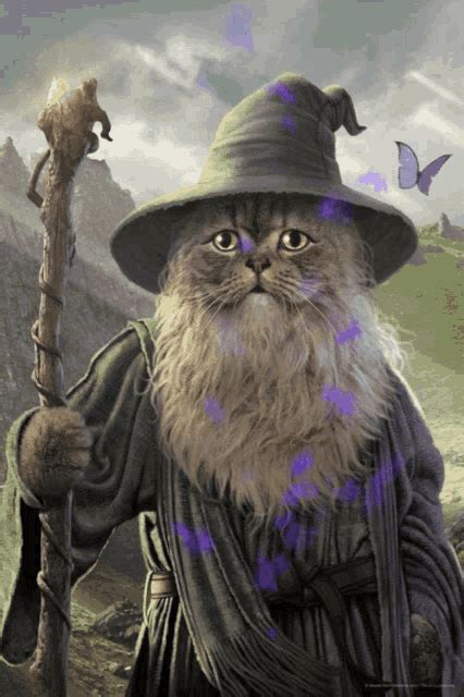 Wizard Cat Magus Cat  Wizard Cat Magus Cat Witch Cat Leri