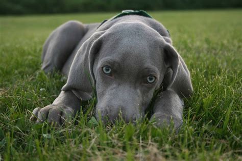 50 Grey Dogs With Blue Eyes Care Cost Temperaments Pet Spruce