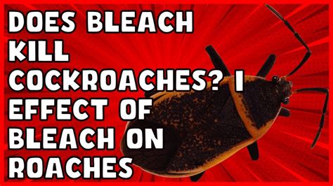 Does Bleach Kill Cockroaches Youtube