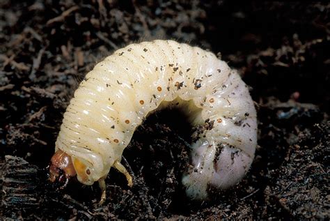 What Is A Grub Lawn Pests And Fishing Bait Fishtfight