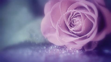 Pink Rose Petal Flower Water Drops Hd Soft Wallpapers Hd Wallpapers Id