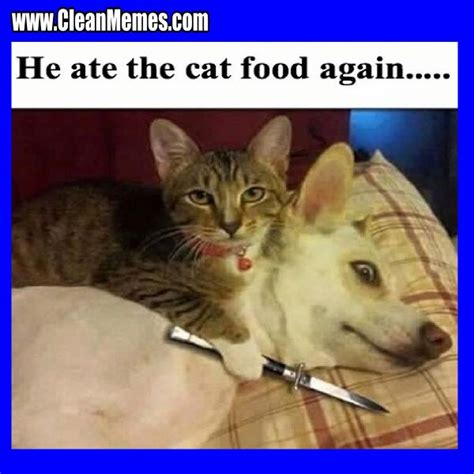 Clean buisness cat memes quickmeme. 19 Very Funny Cat Memes Clean Images and Pictures | MemesBoy