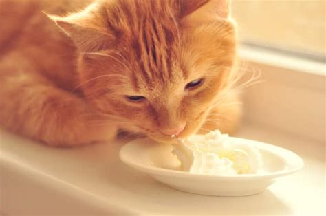 🐱 Can Cats Eat Butter And Other Dairy Products Mycattips