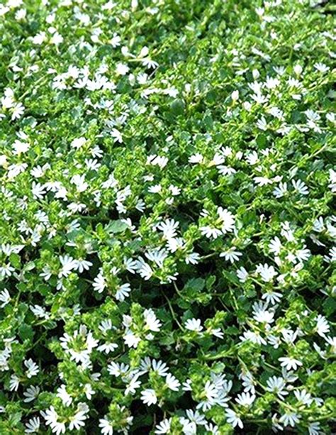 Native Groundcovers — Plants Plus Cumberland Forest Australian Native