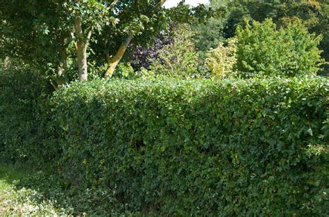 Gardening Jobs For The Weekend Consider Yews For Evergreen Interest