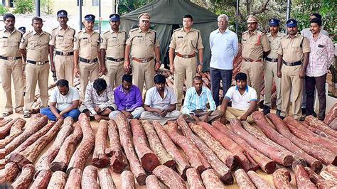 Red Sanders Seized 6 Held The Hindu