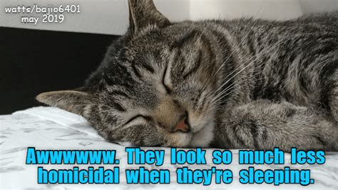 So Dont Wake It Up Funny Cat Memes Cat Quotes Silly Cats